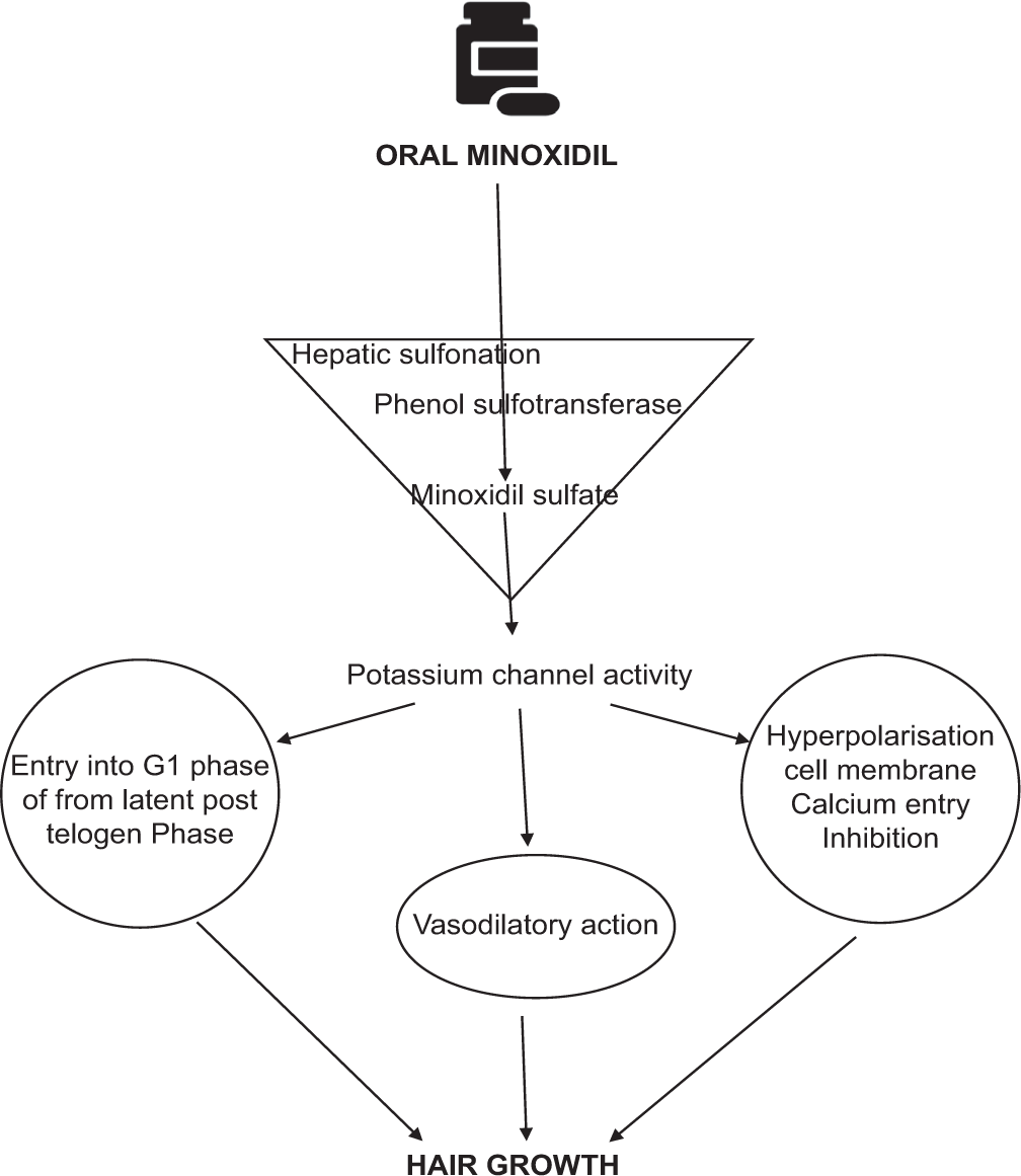 Mechanism of action of Oral Minoxidil in Hair growth.