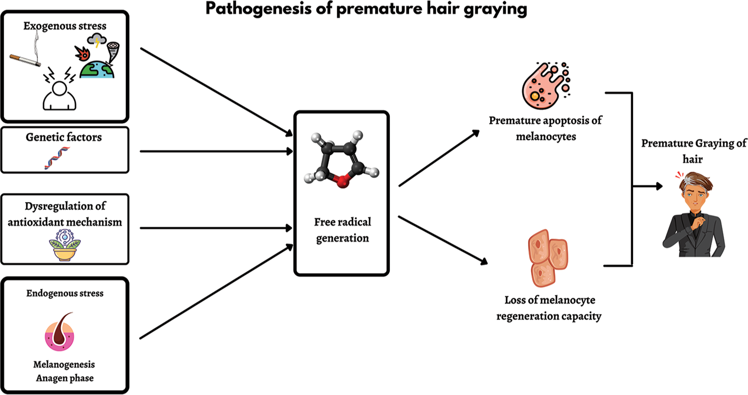Premature graying of hair: A concise review - Cosmoderma
