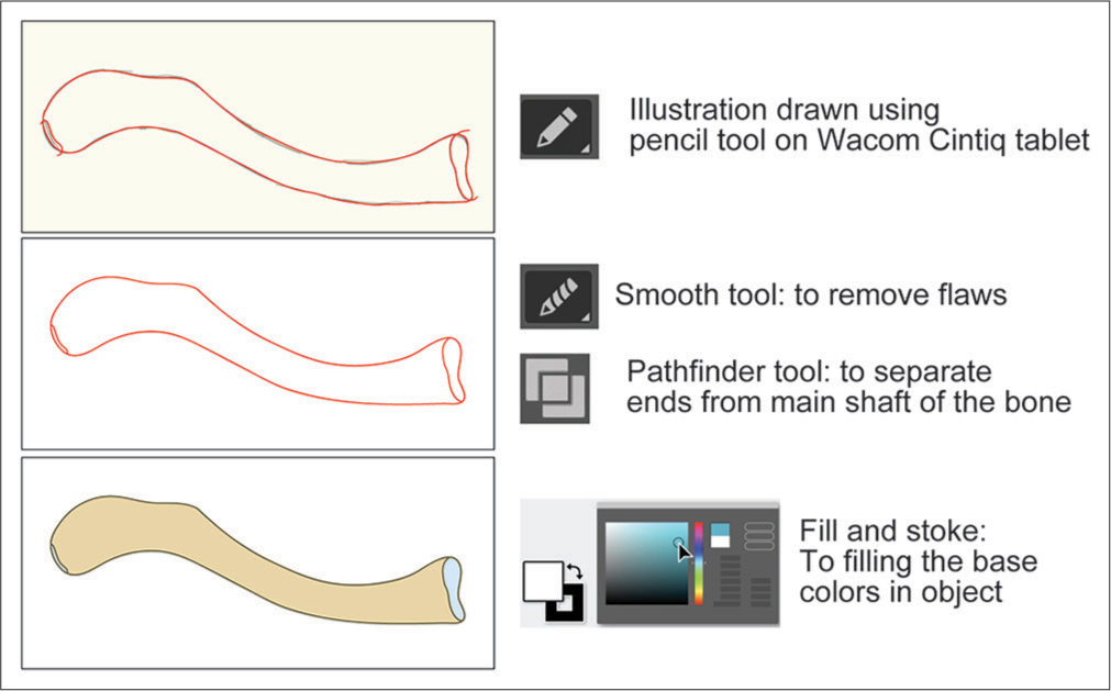 Drawing medical illustration using illustrator software.