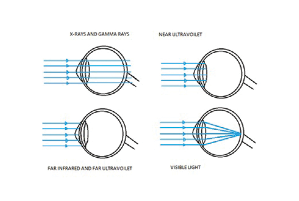 Shows absorption of different wavelengths by eye.