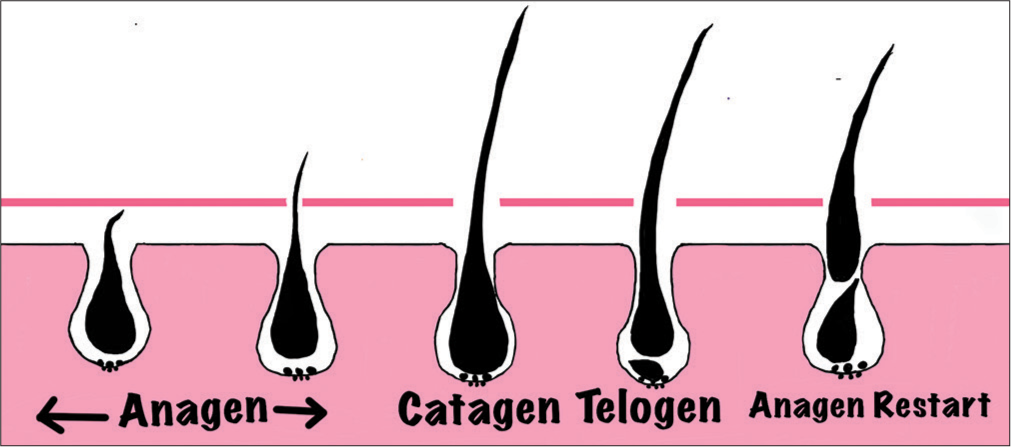 Phases of hair growth.