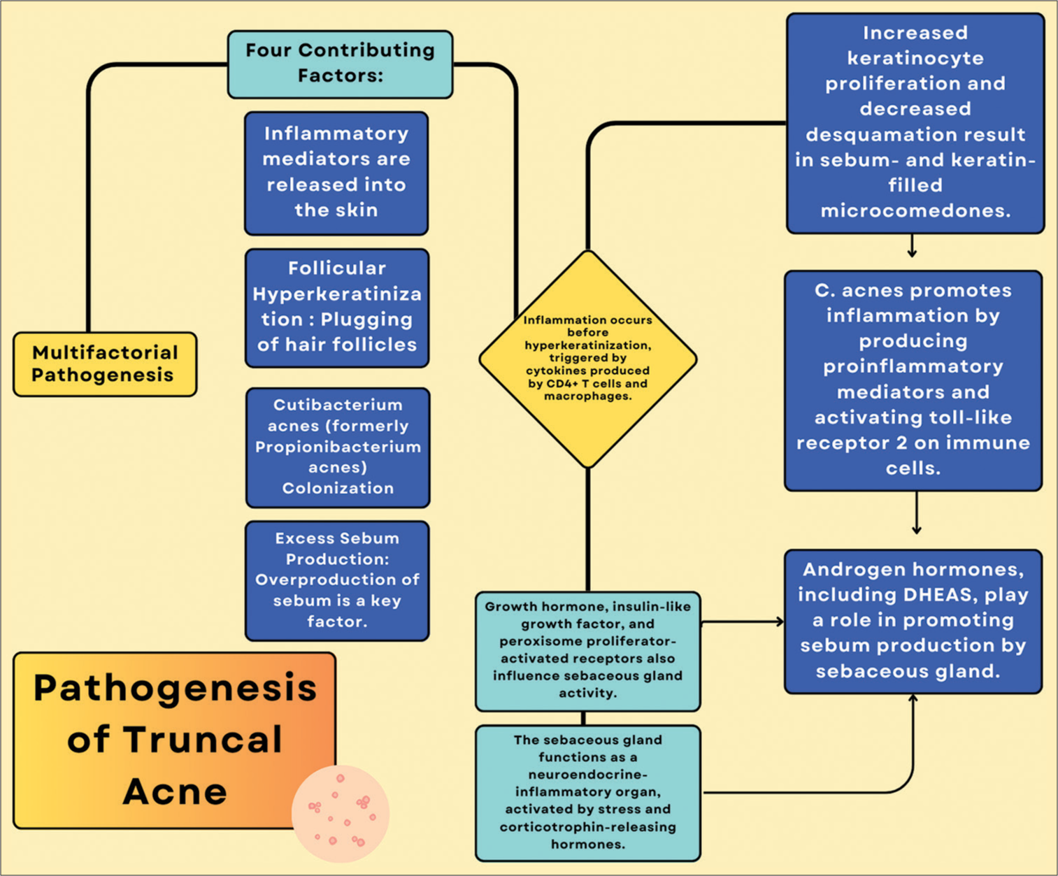 Pathogenesis of truncal acne. Adapted from Rao J.[28]