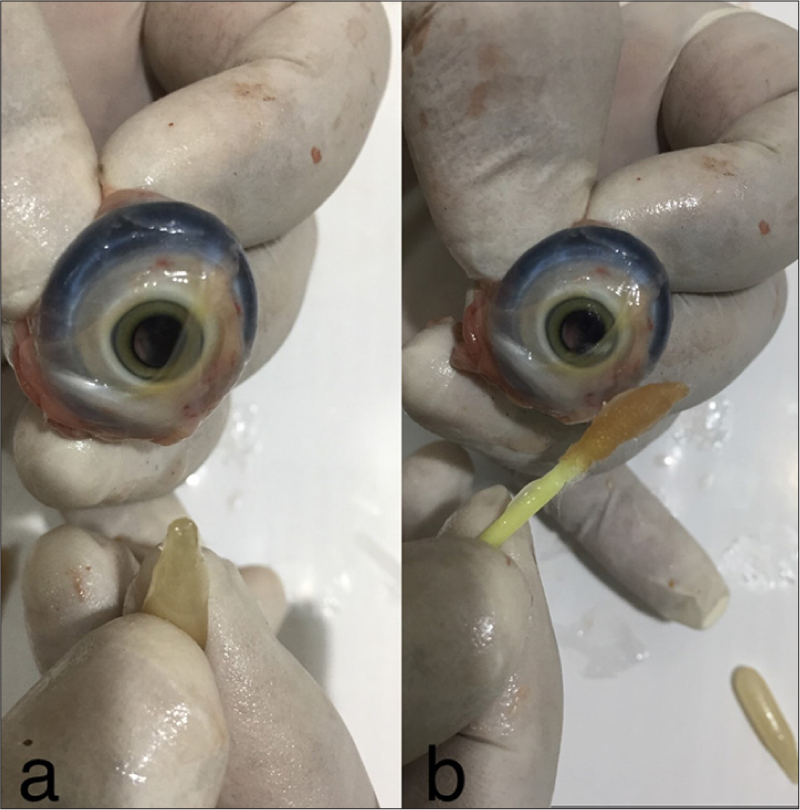 (a) Clear cornea after ointment application. (b) Clear cornea with ointment after trichloroacetic acid treatment, demonstrating no effect of cautery.